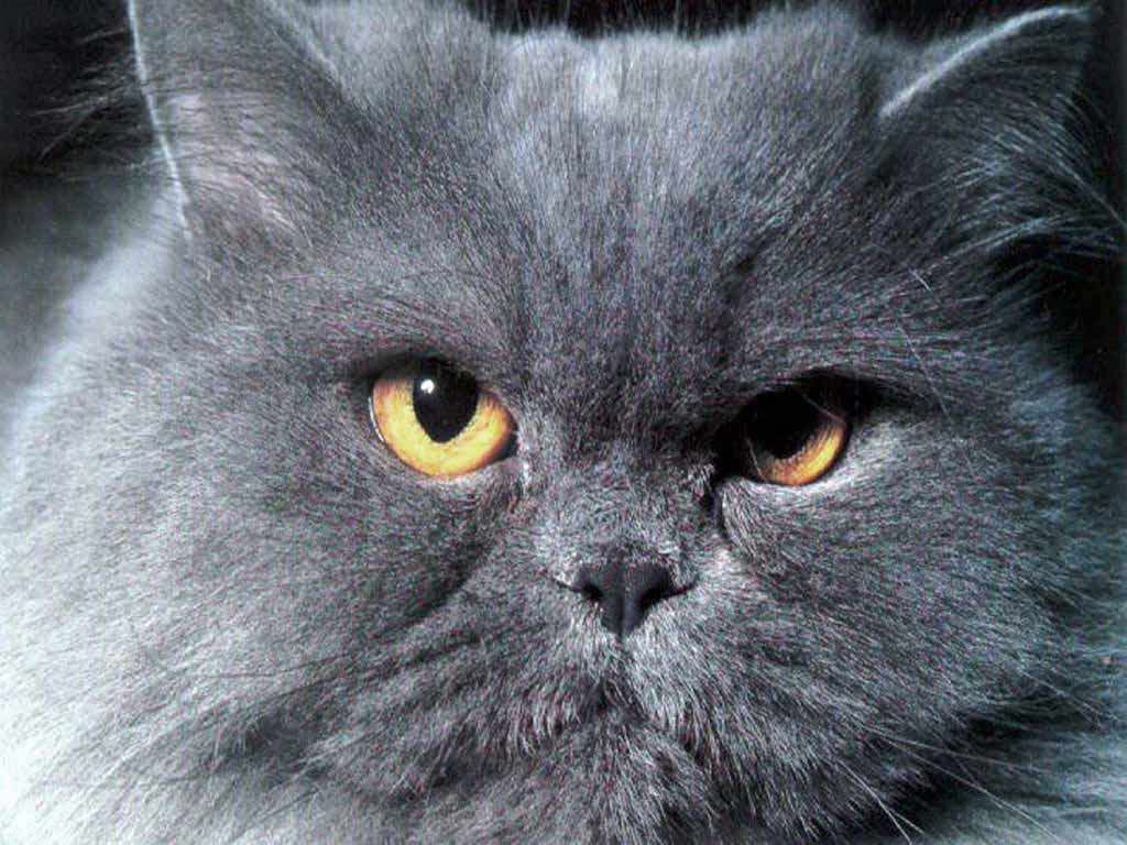 Gatti (36)